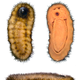 Artist’s reconstruction of Calvapilosa. (Image: Jakob Vinther et al., 2017)